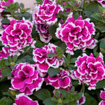 Hayloft Petunia Double Tumbelina Anna - 6 Young Plants