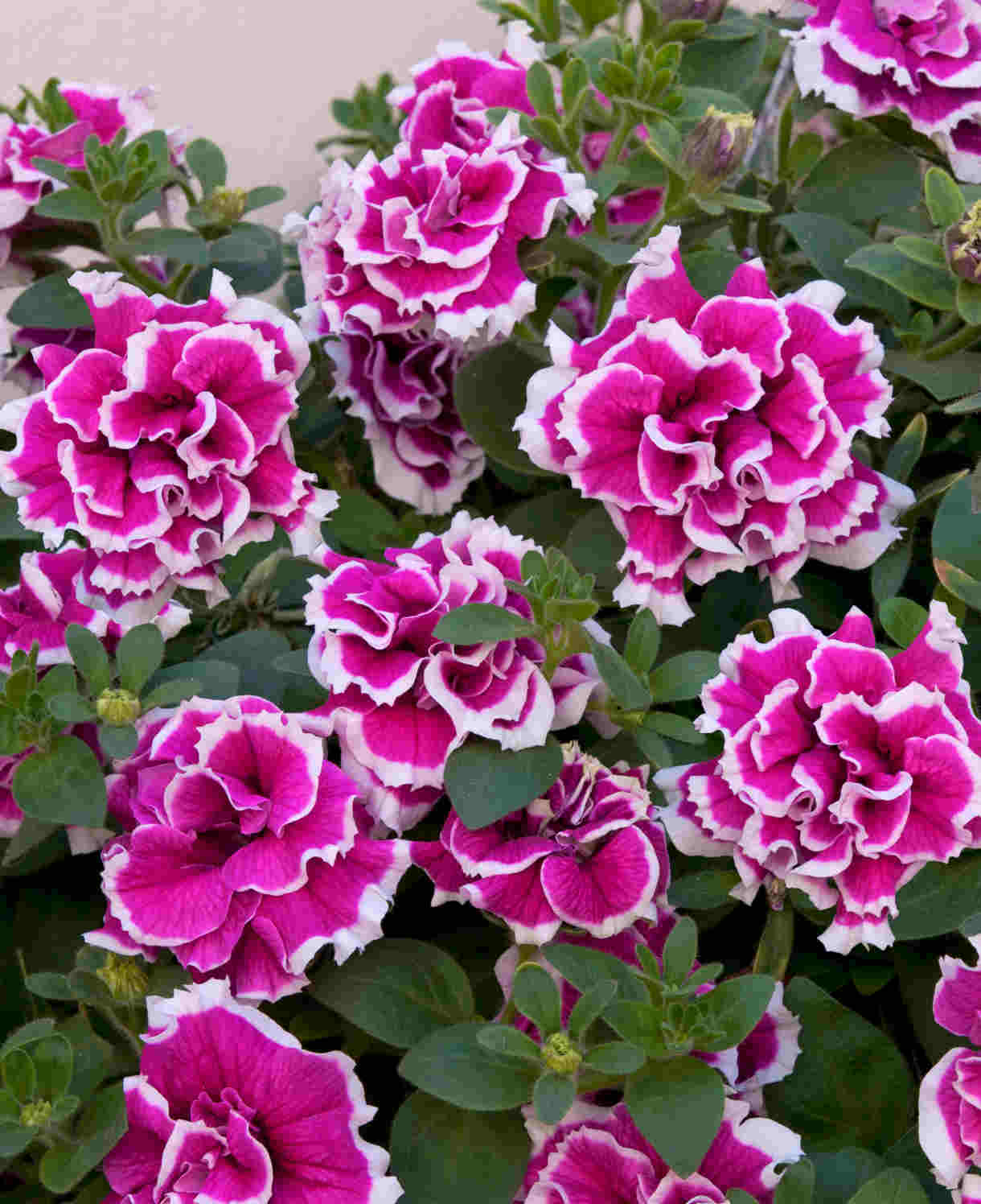Hayloft Petunia Double Tumbelina Anna - 6 Young Plants