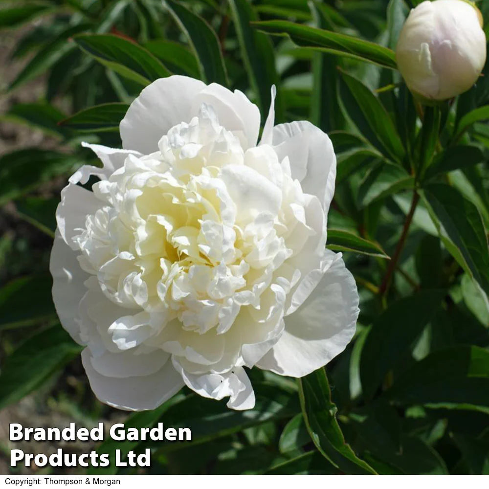Thompson & Morgan Peony Double Collection  - 3 Plants (white, Pink, Red)