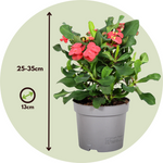 Crown Of Thorns - Euphorbia 'milii' - Height 25-35cm - ⌀13cm | Set of 1 | Pink