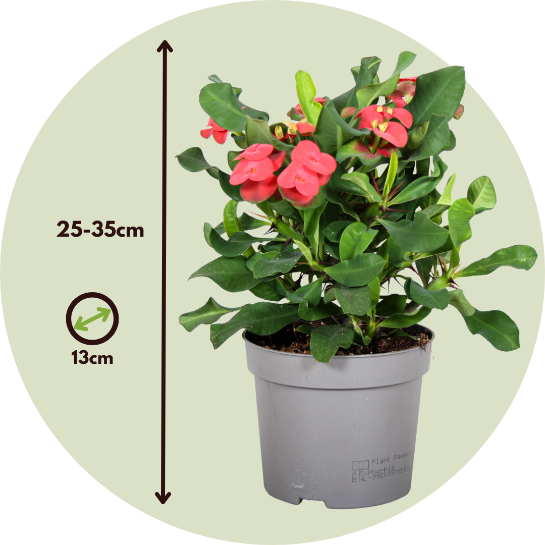 Crown Of Thorns - Euphorbia 'milii' - Height 25-35cm - ⌀13cm | Set of 1 | Pink