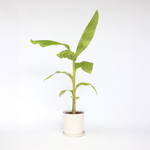 Hardy Banana - Musa Basjoo - Height 55-70cm - ⌀21cm | Set-of-1 | Green