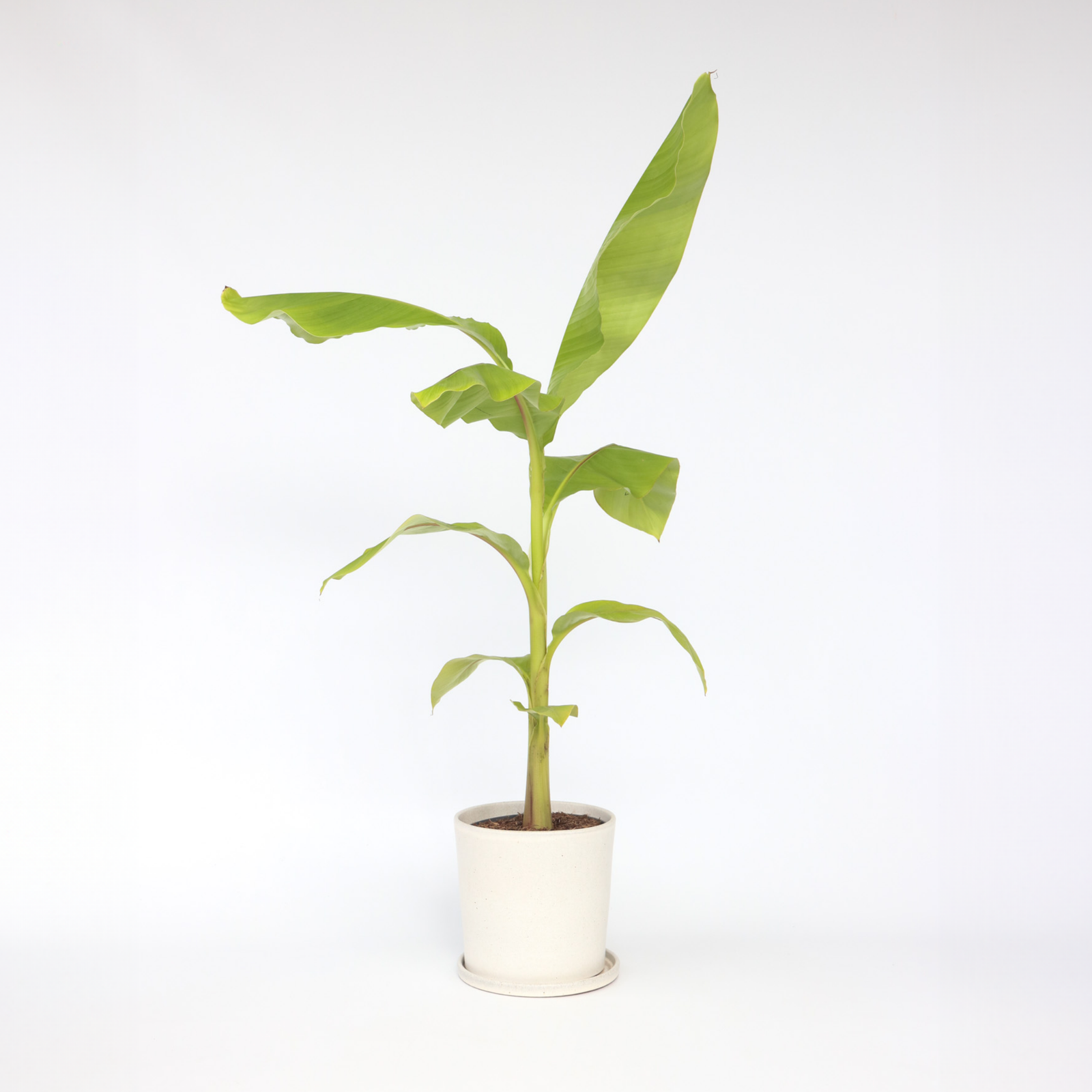 Hardy Banana - Musa Basjoo - Height 55-70cm - ⌀21cm | Set-of-1 | Green