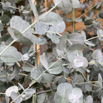 Eucalyptus Gunnii Azura Evergreen Tree 6ft Tall Supplied In A 12 Litre Pot