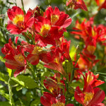 Alstroemeria Summer Pepper - A Vibrant Peruvian Lilly - Set Of 3 In 5cm Pots