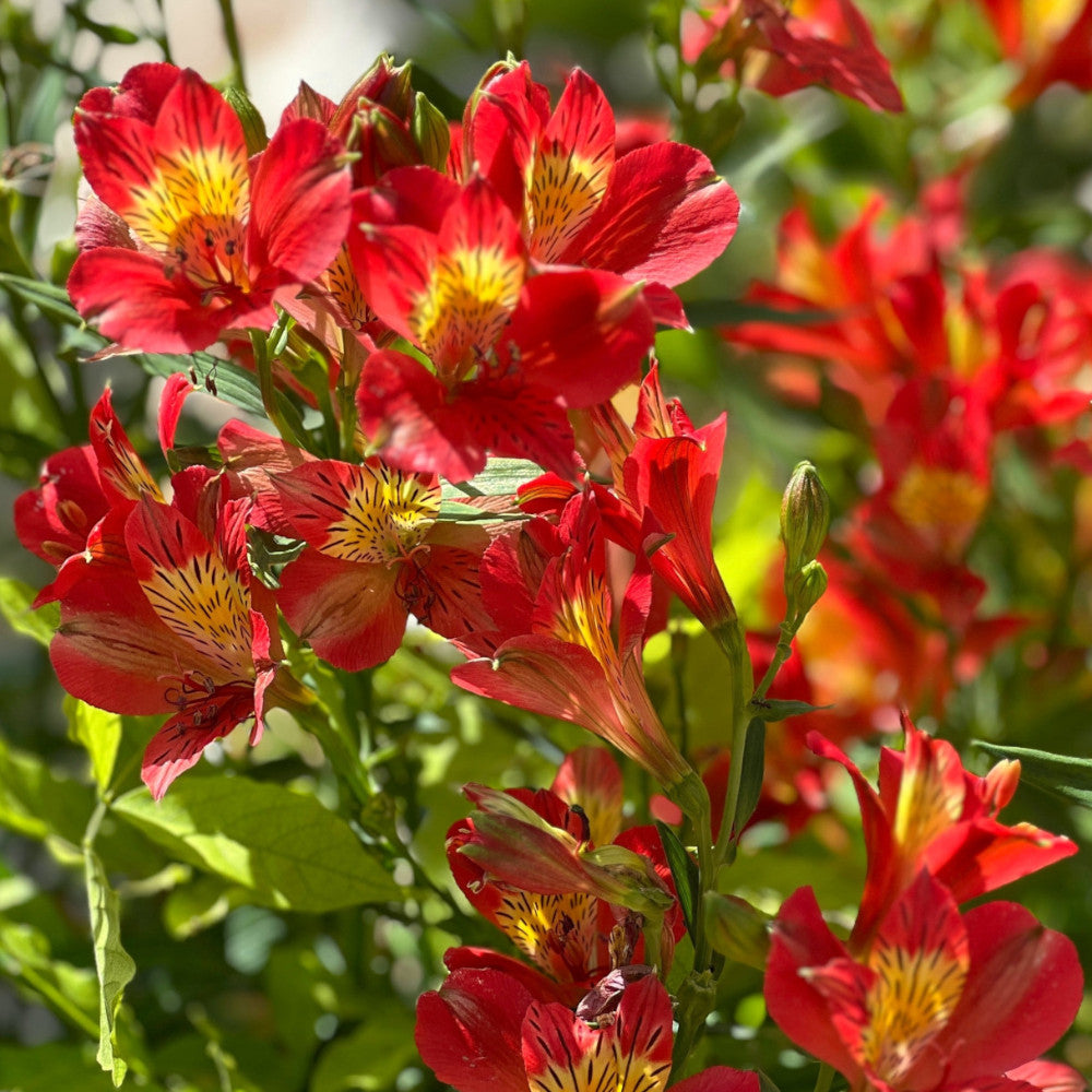 Alstroemeria Summer Pepper - A Vibrant Peruvian Lilly - Set Of 3 In 5cm Pots