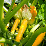 Courgette Mediterranean Duo - Lemona And Tuscany | 6 x Jumbo Plugs | Multi