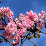 Hayloft Viburnum Bodnantense Charles Lamont - 9cm Pot