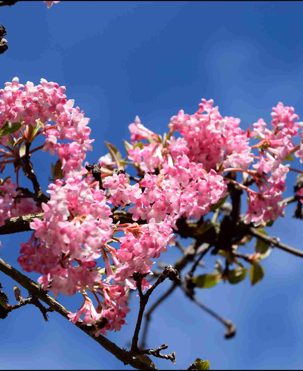Hayloft Viburnum Bodnantense Charles Lamont - 9cm Pot