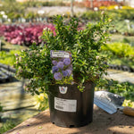Ceanothus 'blue Mound' - Evergreen Californian Lilac, Bright Blue Flowers | 3 x 7cm Plants | Blue