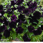 Easy Wave Navy Velour Petunia Garden Ready Plants - Deep Blue-purple Groundcover | 24 x Garden Ready Plants