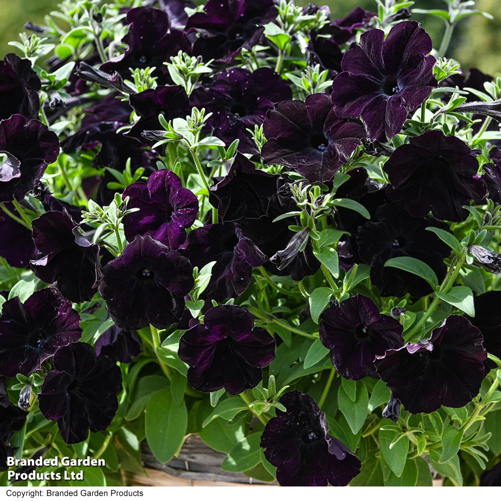 Easy Wave Navy Velour Petunia Garden Ready Plants - Deep Blue-purple Groundcover | 24 x Garden Ready Plants