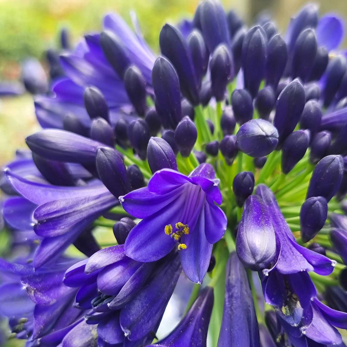 Agapanthus 'midnight Sky' 2l Plant | Set of 1