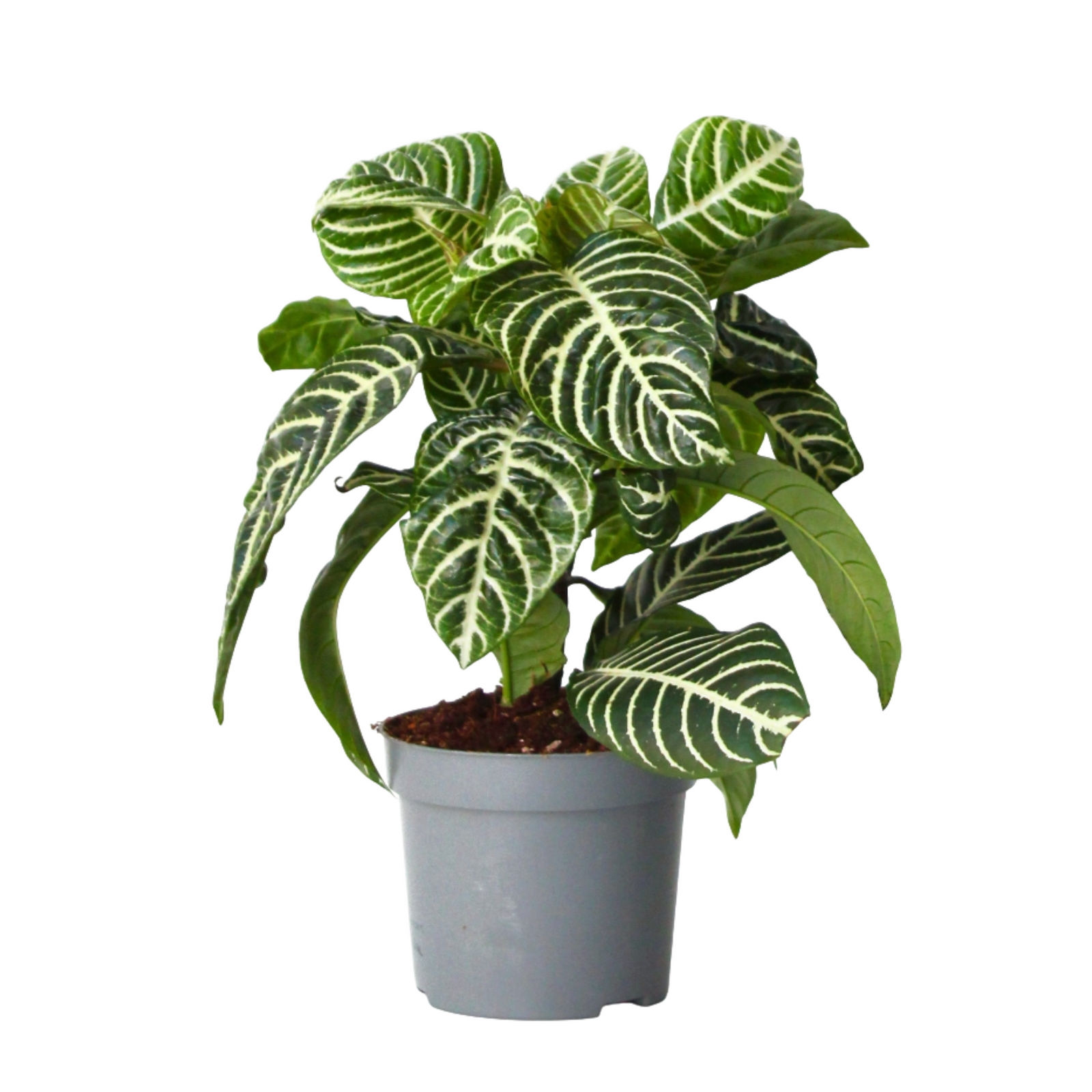 Zebra Plant - Aphelandra Squarrosa 'botanica' - Height 25-45cm - ⌀13cm | Set of 1 | Green