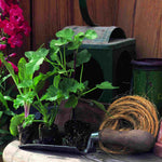 Perfect Penstemon Mix - Young Plants | 6 x Plug Plants | Multi