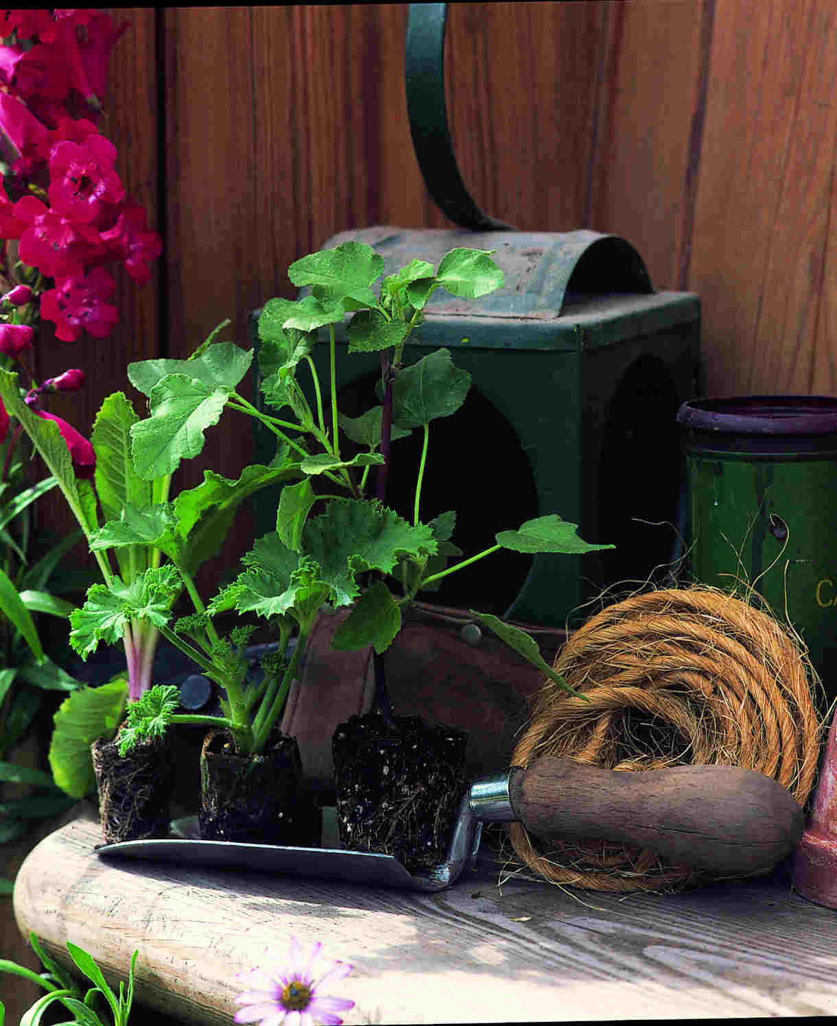 Perfect Penstemon Mix - Young Plants | 6 x Plug Plants | Multi