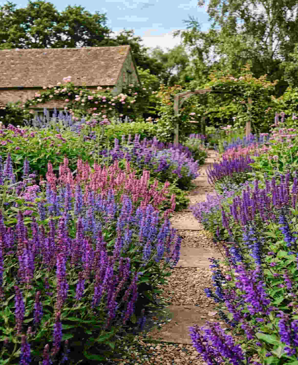Salvia Select Mix - Young Plants | 24 x Plug Plants | Multi