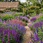 Salvia Select Mix - Young Plants | 36 x Plug Plants | Multi