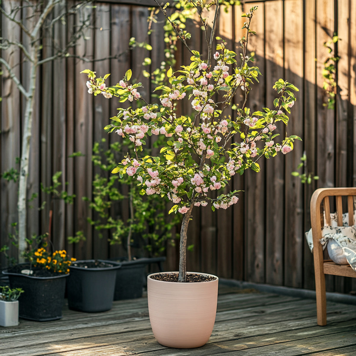 Peach Tree - Prunus Persica 'Saturne' - Height 60-70cm - ⌀15cm | Set of 2 | Pink