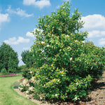 Magnolia 'grandiflora' Evergreen Plant | 1 x 9cm | White