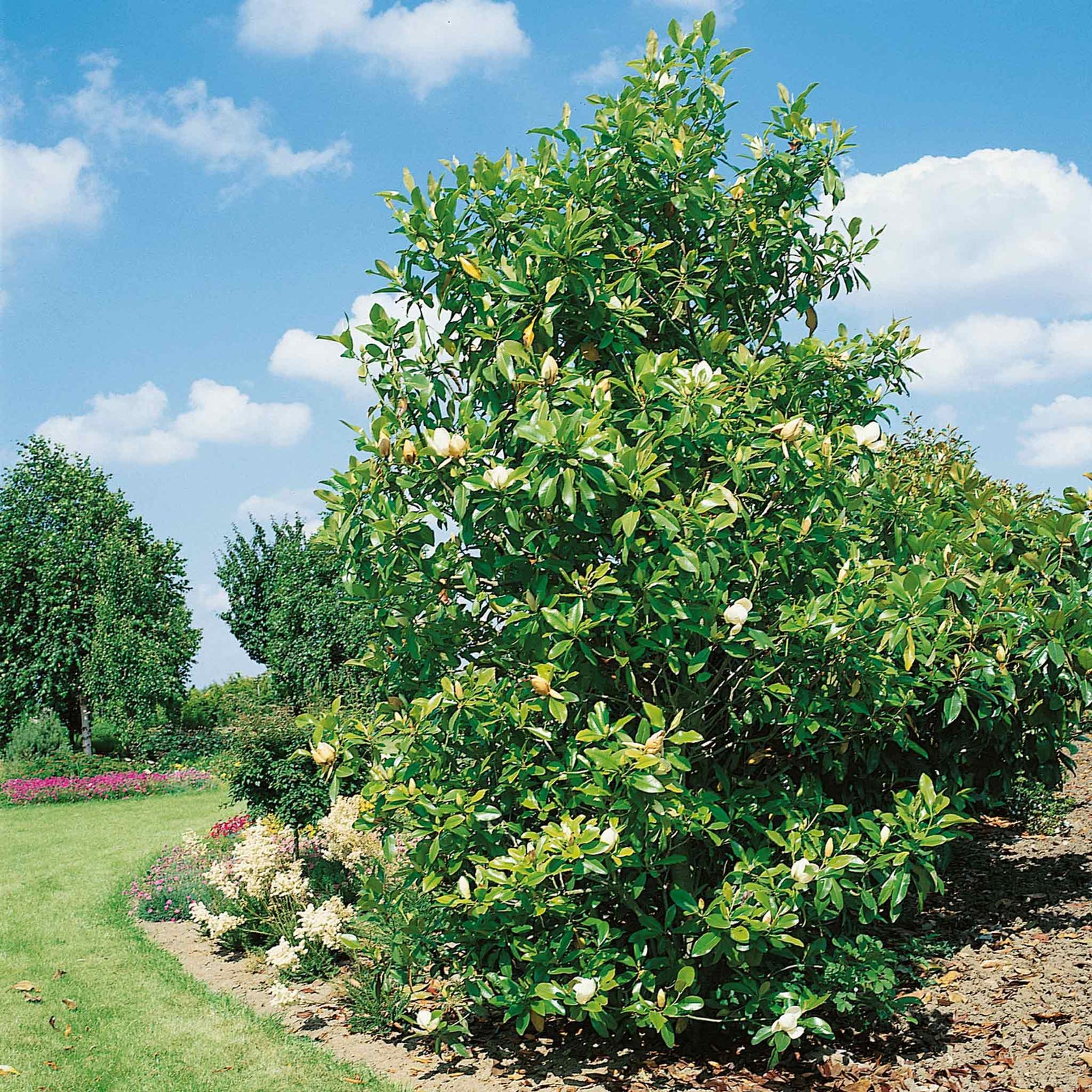 Magnolia 'grandiflora' Evergreen Plant | 1 x 9cm | White
