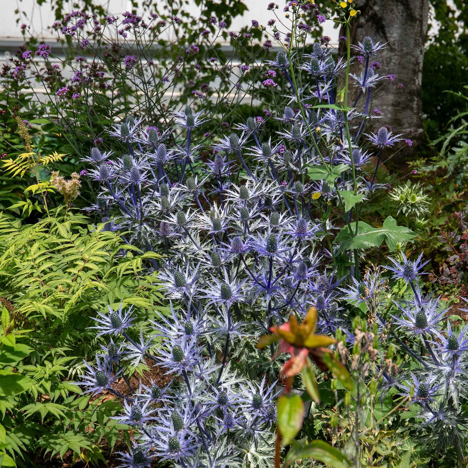 Eryngium 'big Blue' Perennial 50cm | 1 x 2L | Blue