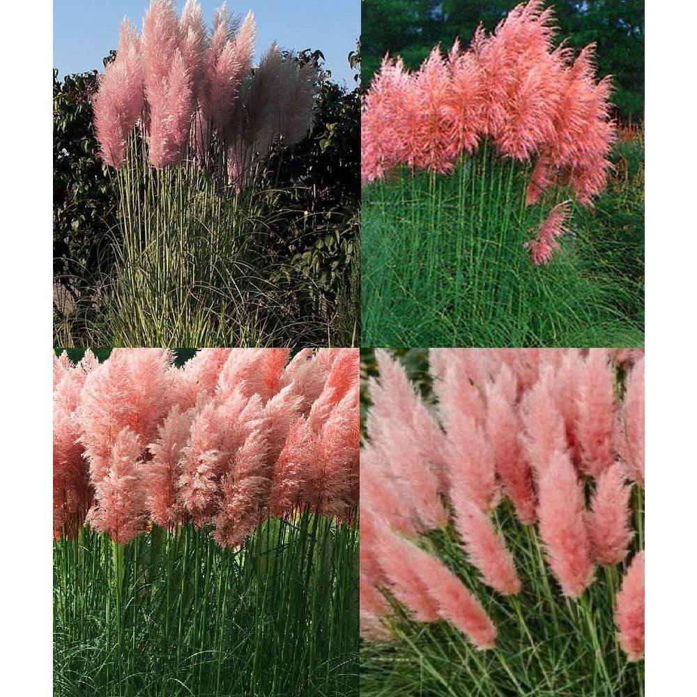 Cortaderia Rosea Pink Pampas Grass Large Plant Supplied In A 3 Litre Pot