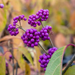 Callicarpa Bodinieri 'profusion' Purple-berried Shrub | 1 x 3L | Purple