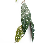 6 X 110cm Artificial Hanging Trailing Begonia Maculata Spotted Plant