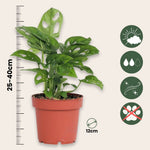 Mini Swiss Cheese Plant - Monstera Adansonii 'monkey Mask' - H25-30cm - ⌀12cm | Set of 1 | Green