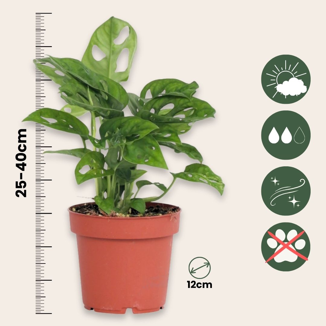 Mini Swiss Cheese Plant - Monstera Adansonii 'monkey Mask' - H25-30cm - ⌀12cm | Set of 1 | Green