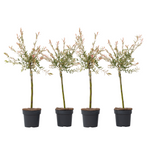 Flamingo Willow - 4 Pcs. - Salix Integra 'flamingo' - Height 60-80cm - ⌀17cm | Set of 4 | Pink
