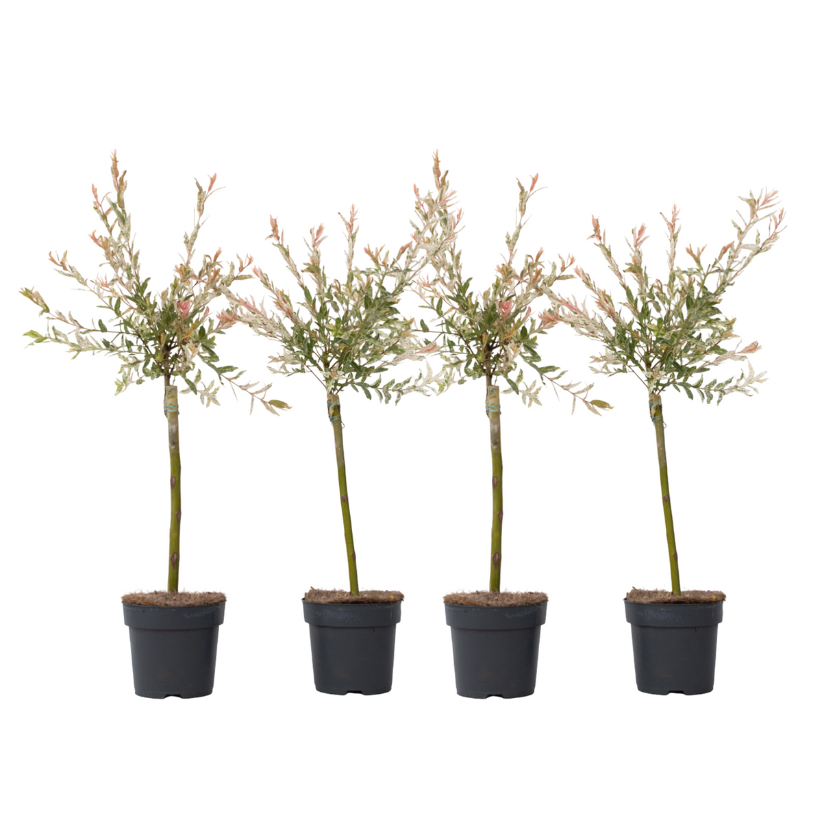 Flamingo Willow - 4 Pcs. - Salix Integra 'flamingo' - Height 60-80cm - ⌀17cm | Set of 4 | Pink