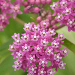 Prized Asclepias Collection - 3 Bare Roots ( 1 Of Each)
