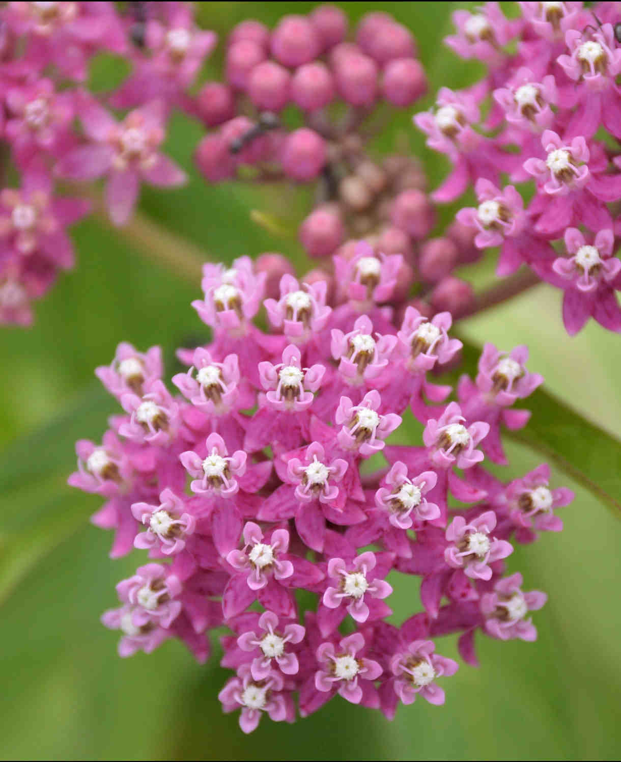 Prized Asclepias Collection - 3 Bare Roots ( 1 Of Each)