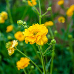 Hayloft Geum Lady Stratheden - 3 x 9cm pot
