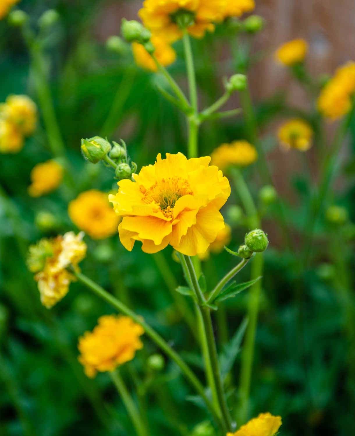 Hayloft Geum Lady Stratheden - 3 x 9cm pot
