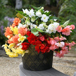 Thompson & Morgan Begonia Sun Dancer Mixed Garden Ready Plants 48 X Garden Ready Plants