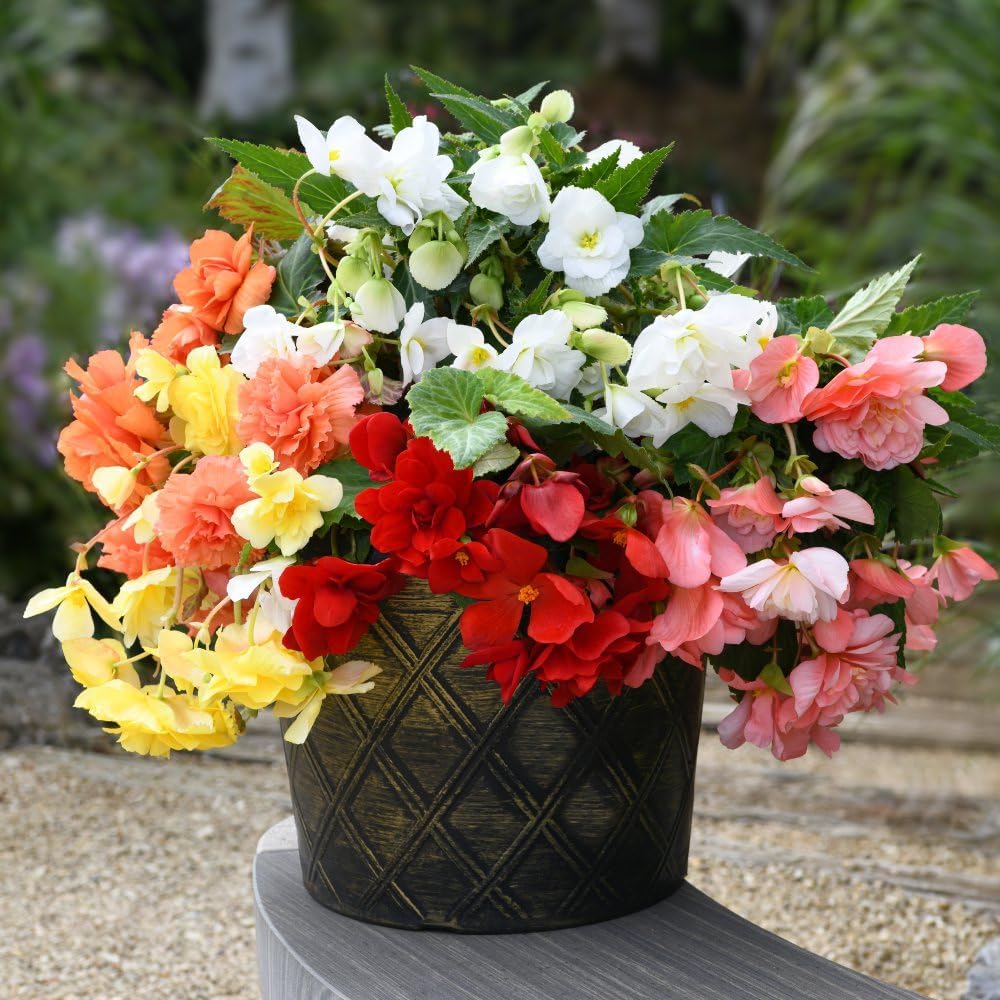Begonia Sun Dancer Mixed Garden Ready Plants | 24 x Garden Ready Plants