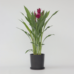 Thai Tulip - Curcuma Alismatifolia - Height 70-90cm - ⌀19cm | Set-of-1 | Pink