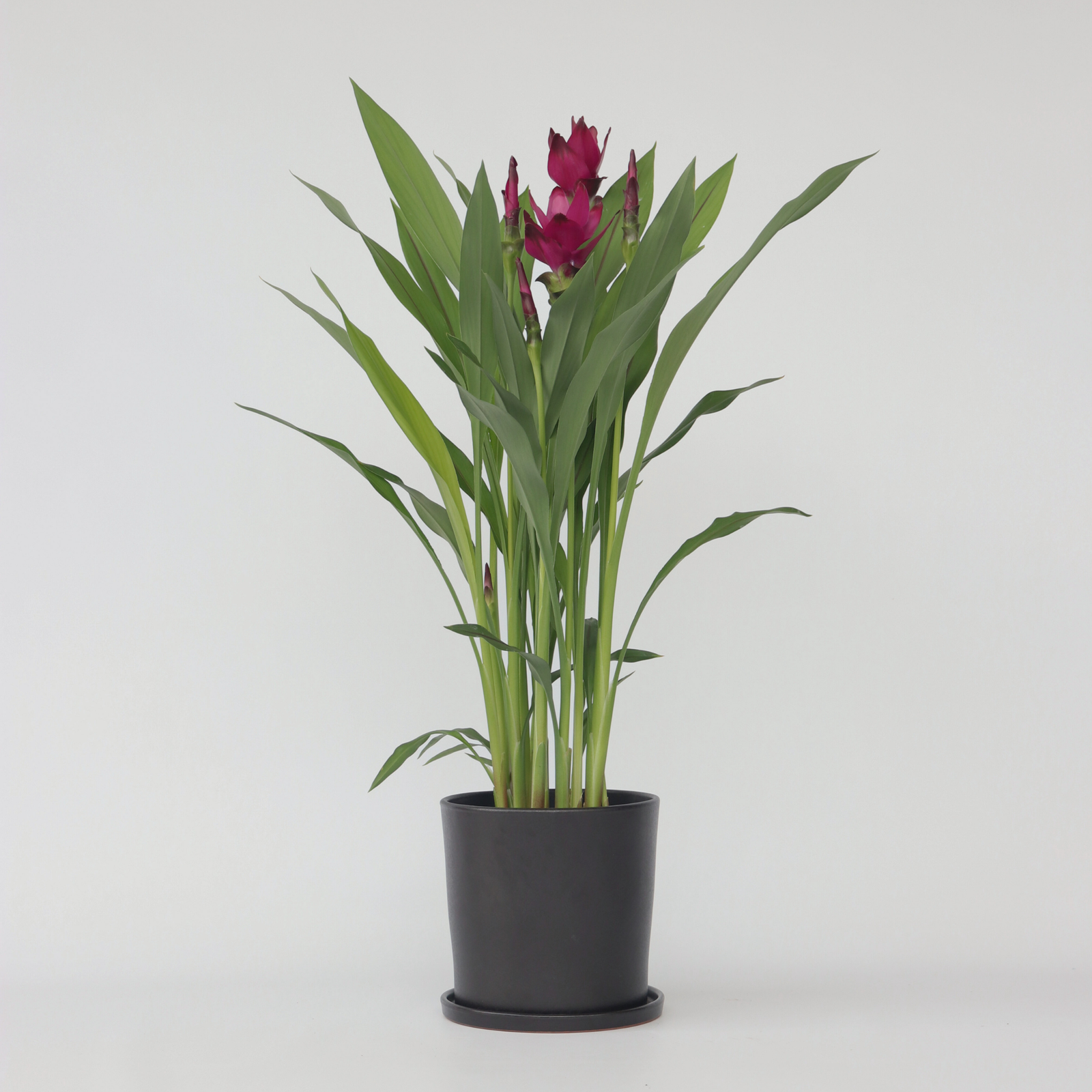 Thai Tulip - Curcuma Alismatifolia - Height 70-90cm - ⌀19cm | Set-of-1 | Pink