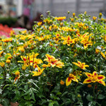 Bidens 'blazing Star' - Compact, Long-flowering Bedding Plant | 12 x Plug Plants | Orange
