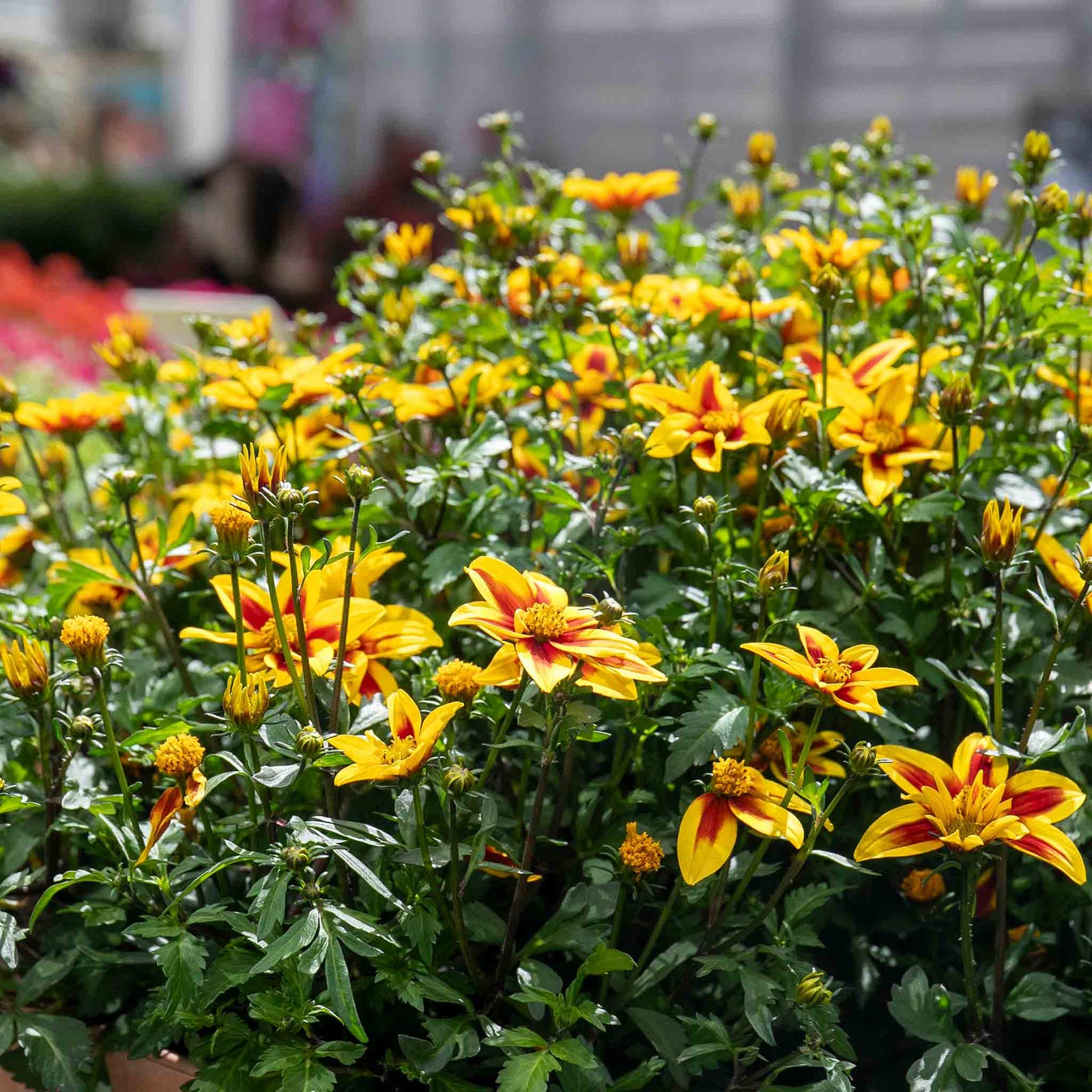 Bidens 'blazing Star' - Compact, Long-flowering Bedding Plant | 12 x Plug Plants | Orange