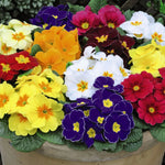 Primrose Scented Mix Plants | Set of 60