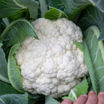 Cauliflower 'speedstar' Early-maturing Plant | 16 x Pro Grower Plugs | White