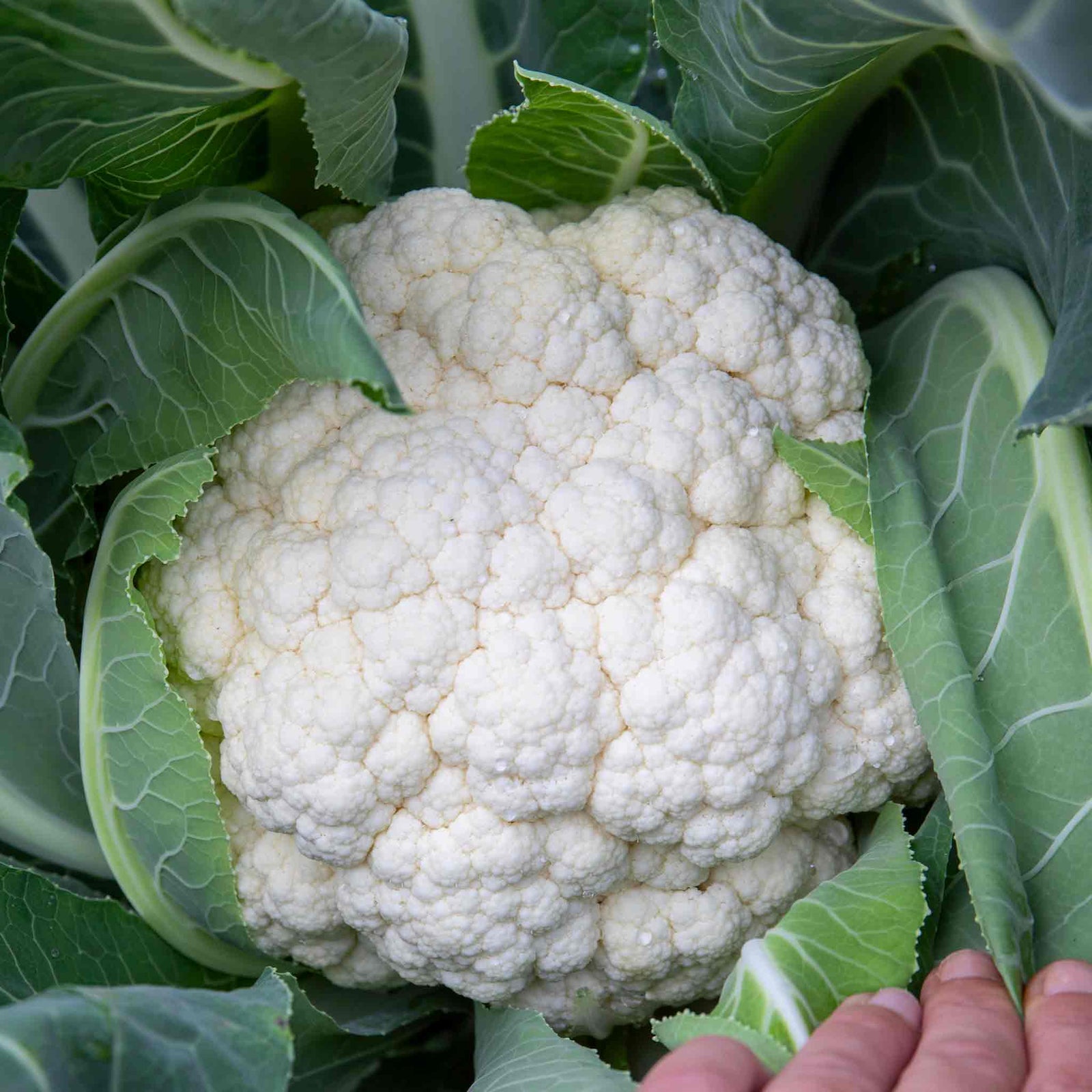 Cauliflower 'speedstar' Early-maturing Plant | 16 x Pro Grower Plugs | White