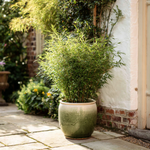 Chinese Fountain Bamboo - 4 Pcs. - Fargesia Nitida 'gansu' - H50-70cm - ⌀17cm | Set-of-4 | Green