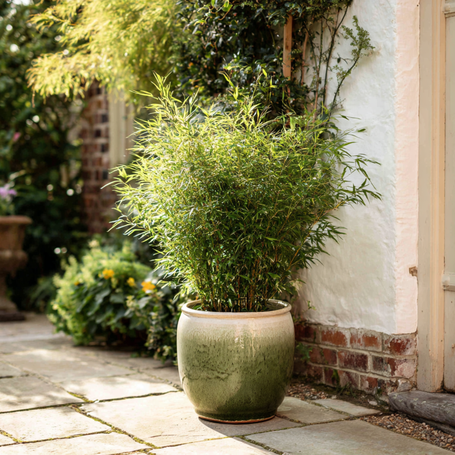 Chinese Fountain Bamboo - 6 Pcs. - Fargesia Nitida 'gansu' - H50-70cm - ⌀17cm | Set-of-6 | Green