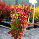 Berberis 'orange Rocket' Shrub Pot | 1 x 3L | Orange