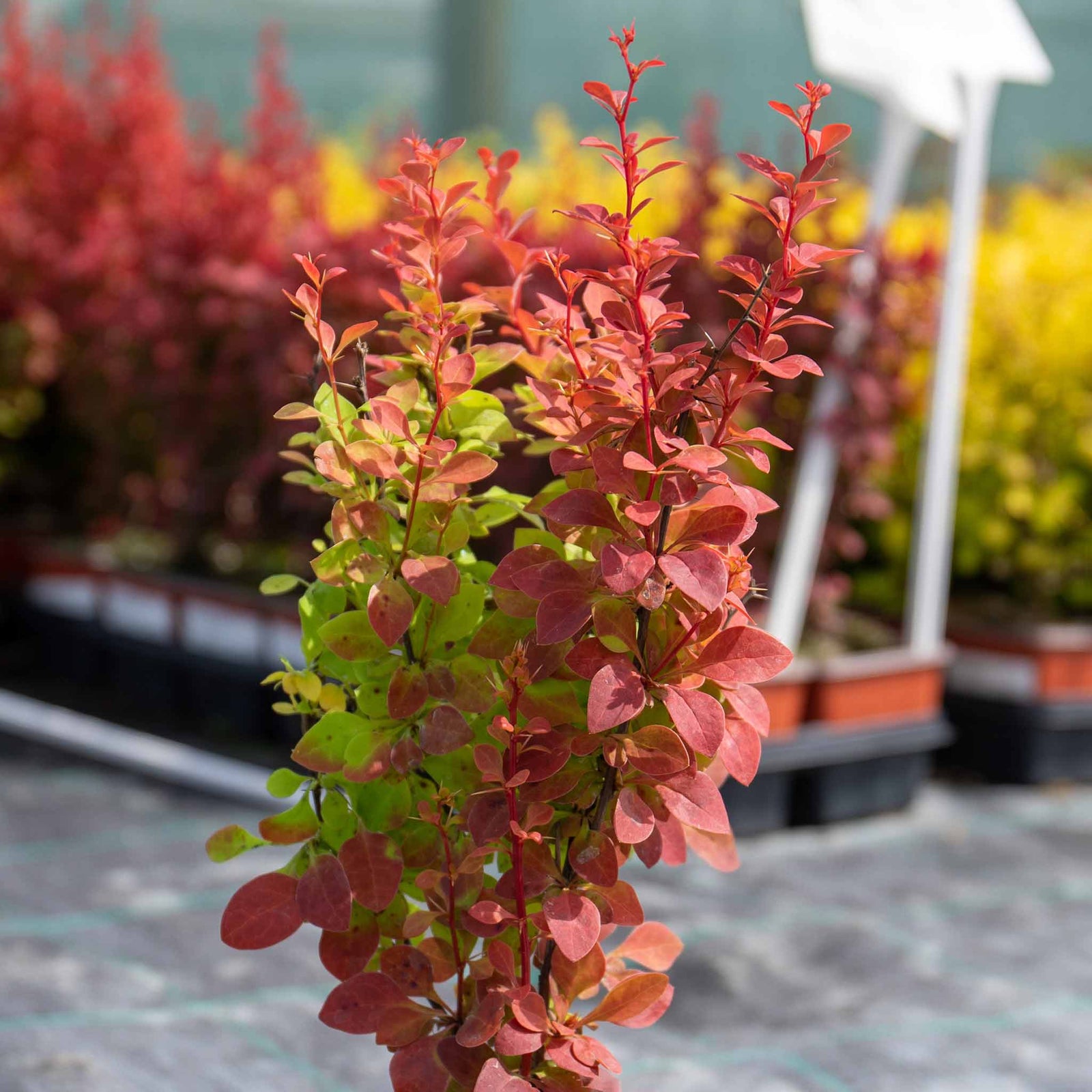 Berberis 'orange Rocket' Shrub Pot | 1 x 3L | Orange